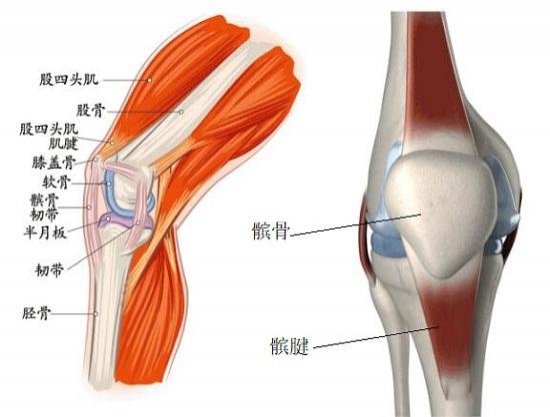 杜蘭特髕腱深度挫傷G2出戰(zhàn)存疑 醫(yī)學(xué)視角剖析強(qiáng)行復(fù)出風(fēng)險(xiǎn)